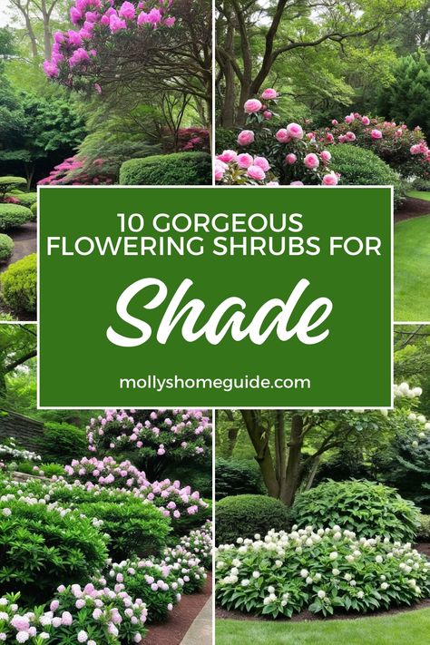 Discover the best shrubs that thrive in shady spots! From beautiful evergreen shrubs with flowers to flowering shrubs perfect for winter, there are plenty of options to brighten up your shaded garden. Explore the top picks for shade loving shrubs and create a vibrant oasis even in partial shade. Whether you're looking for bushes that love shade or evergreen shrubs for shade, this collection has something for every shady corner of your yard. Shrubs That Grow In Shade, Shade Shrubs Landscaping, Modern Shade Garden, Shady Area Landscaping Ideas, Shade Bushes Shrubs, Part Shade Shrubs, Small Shade Garden Ideas, Corner Shade Garden, Shade Evergreens