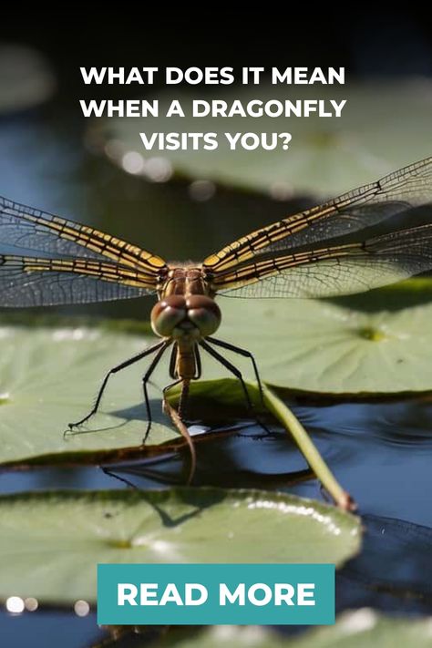 Dragonfly resting on a green leaf over water with text "What does it mean when a dragonfly visits you? Read more". Dragonfly Meaning Spiritual, Dragonfly Aesthetic, Types Of Dragonflies, Dragonfly Meaning, Dragonfly Symbolism, Dragonfly Quotes, Dragonfly Photos, Dragon Flys, Cultural Beliefs