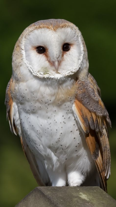 Barn Owl Owl Breeds, White Owls, Owl White, Barn Owls, Different Owl Species, Owl Wallpaper Iphone, Barn Owl Pictures, Owl Species, Tyto Owl