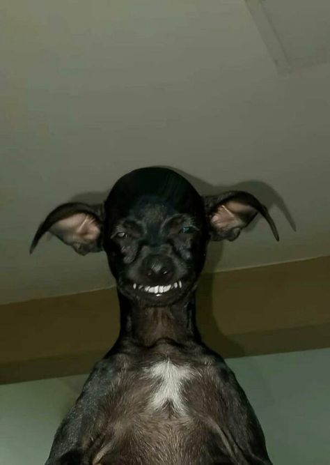 Ugly Animals, Ugly Dogs, Goofy Dog, Cute Animals Puppies, Funny Animal Photos, Very Cute Dogs, Really Cute Dogs, Silly Dogs, Funny Animal Jokes