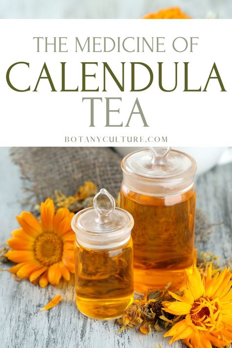 Medicinal Tea Recipes, Benefits Of Calendula, Marigold Tea, Herbal Benefits, Dried Calendula, Calendula Tea, Herbal Tea Benefits, Calendula Benefits, Medicinal Tea