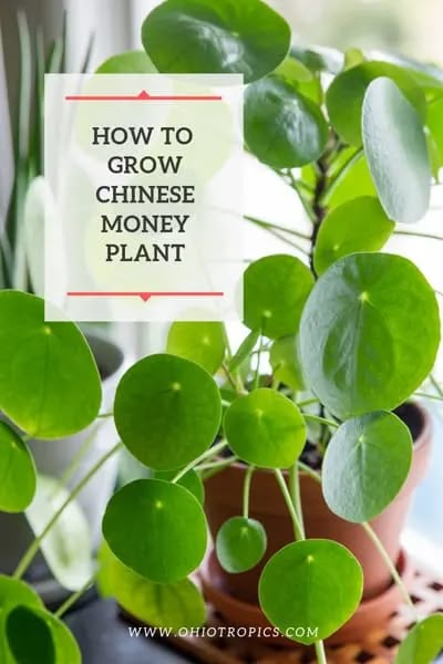 Chinese Money Plant Care, Money Tree Plant Care, Money Plant Care, Chinese Money Tree, Pilea Plant, Plant Business, Money Tree Plant, Pachira Aquatica, Houseplant Care