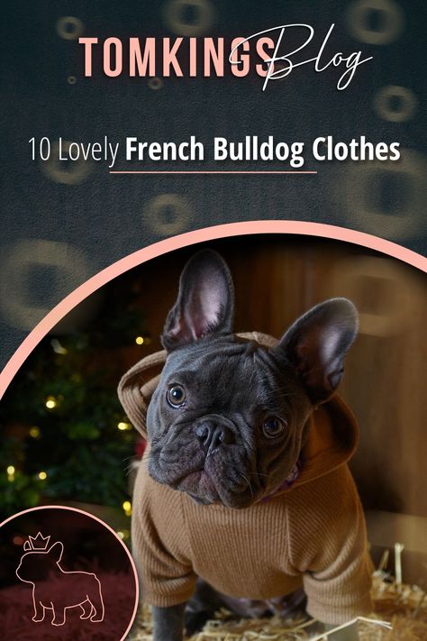 French Bulldog Clothes Outfits, Adult French Bulldog, Frenchie Outfits, Frenchie Accessories, Frenchie Clothes, French Bulldog Outfits, Baby Kiwi, Frenchie Hoodie, French Bulldog Pictures