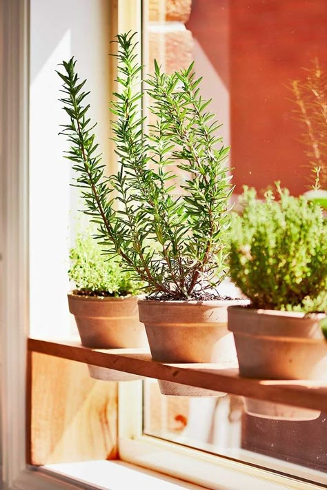 Kitchen Plant Decor, Kitchen Herb Garden Indoor, Kitchen Window Herb Garden, Kitchen Window Plants, Herb Garden Window, Plant Decor Hanging, Kitchen Plants Decor, Hanging Plant Indoor, Herb Window