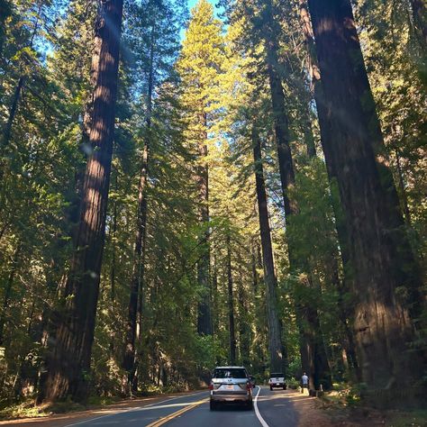 📍Red Wood National Park, CA Dream come true to be able to see these beautiful trees in this forest. Although I have to add that I had one of the scariest experiences of my life being stuck in these woods at night… Thank goodness everything turned out okay. 🙏🏻 #redwood #redwoodnationalpark #california #route101 #travel #photooftheday Red Woods National Park, Red Wood Forest, Woods At Night, Red Woods, California Redwoods, Cali Trip, Redwood National Park, Beautiful Trees, Senior Trip