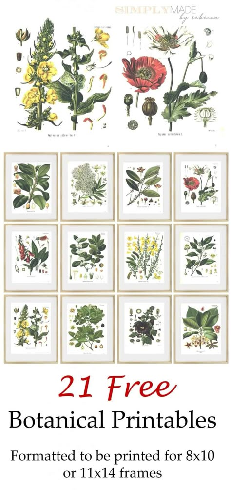 Herbs Printables Free, Plant Pictures Printable, Herb Prints Free Printable, Free Forest Printables, Floral Printables Free, Vintage Flower Prints Free Printable, Free Herb Printables, Free Printable Botanical Wall Art, Diy Botanical Art