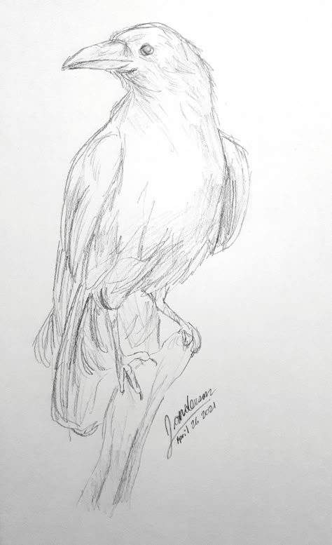 The Raven Drawing, Raven Pencil Sketch, Pencils Drawings Easy, Art For Sketchbook Pencil, Crows Drawing Reference, Bird Drawings Sketches, Sketch Ideas Animals Easy, Crow Sketch Easy, Raven Pencil Drawing