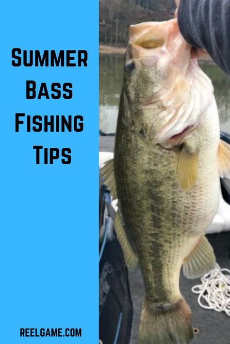 Bass Fishing Girl, Bass Fishing Quotes, Bass Fishing Pictures, Bass Fishing Boats, Fish Pictures, Fishing Trout, Largemouth Bass Fishing, Trout Fishing Tips, Fishing 101