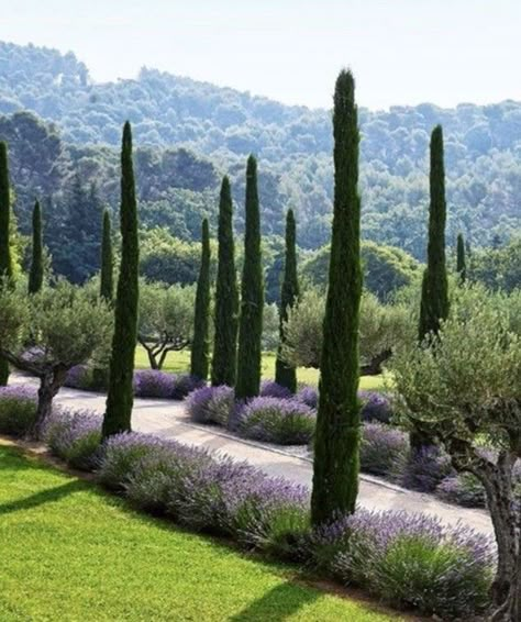 Modern Italian Garden Landscaping, Italian Landscaping, Mediterranean Garden Design, Provence Garden, Tuscan Garden, Driveway Landscaping, Mediterranean Landscaping, Italian Garden, Cypress Trees