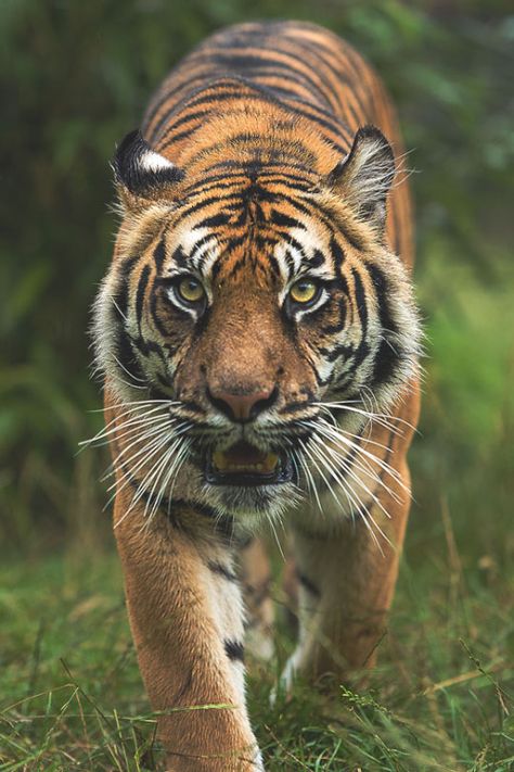 Tiger by Colin Langford Tiger Spirit Animal, Tiger Walking, Tiger Photography, Amur Tiger, Sumatran Tiger, Tiger Wallpaper, Tiger Pictures, Exotic Cats, Funny Animal Photos