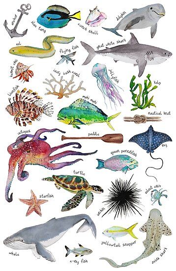 Under the Sea alphabet! From Anchor to Zebra shark • Millions of unique designs by independent artists. Find your thing. Sea Alphabet, Under The Sea Drawings, Sea Drawing, Sea Creatures Art, Alphabet Art Print, Alphabet Art, Alphabet Poster, Marine Animals, Ocean Themes