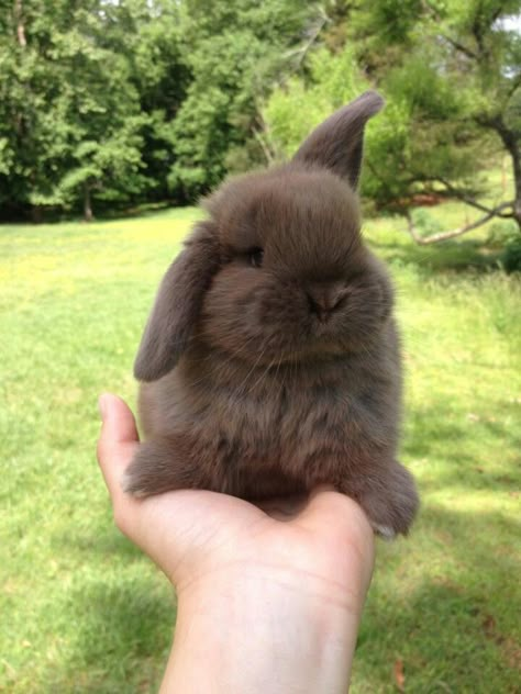 Our Holland Lop chocolate bunny, Mocha Cute Bunny Pictures, Holland Lop, Bunny Stuff, Bun Bun, Pet Bunny, Bunny Pictures, Cute Bunnies, Baby Animals Pictures