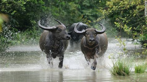 Wild Buffalo - Pobitora Wildlife Sanctuary, Assam Buffalo Meat, Buffalo Animal, Wild Animal Wallpaper, Agricultural Development, Wild Waters, Water Buffalo, Types Of Animals, Wildlife Sanctuary, African Safari