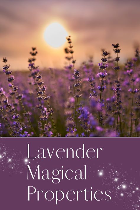 Check out the many different lavender magical properties here! Lavender Magical Properties, Lavender Magic, Uses For Lavender, Lavender Uses, Green Magic, Herbs Plants, Witch Spell Book, Witch Spell, Blessed Be