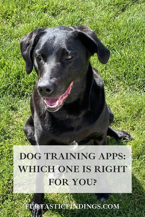 Dog Training Apps Can Help Your Dog Learn Basic Commands, New Tricks, And Stop Unwanted Behaviors Dog Training App, Potty Training Schedule, Work Train, Reactive Dog, Multiple Dogs, Training Schedule, Dog Parents, Popular Dog, Positive Reinforcement