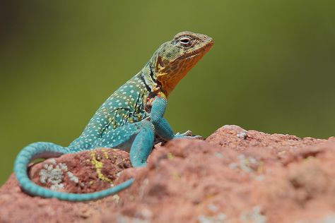 Eastern Collared Lizard | 05-26-17_WMNWR_MG_1915 | Flickr Collared Lizard, Summer Reading, Reptiles, Insects, Reading, Animals, Iguanas