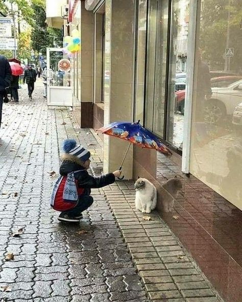 Little girl umbrella kitty Being Human, Jolie Photo, Cute Kittens, Beautiful Cats, 귀여운 동물, Cuteness Overload, Life Is Beautiful, Too Cute, Animals And Pets