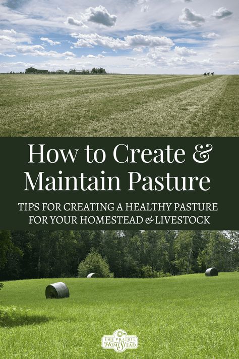 Homestead Management, Homestead Livestock, Rotational Grazing, Homesteading Life, The Prairie Homestead, Homesteading Tips, Sheep Farming, Prairie Homestead, Homesteading Animals