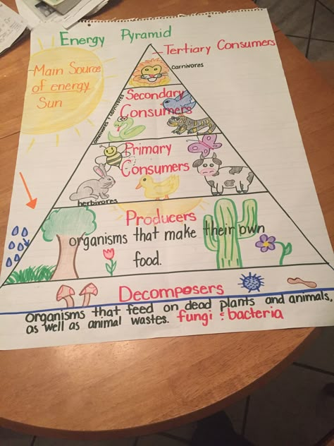 Food chain energy pyramid. 5th grade Science Anchor Charts, Early Science, Energy Pyramid, Biology Classroom, 7th Grade Science, Food Chains, 4th Grade Science, 6th Grade Science, 5th Grade Science