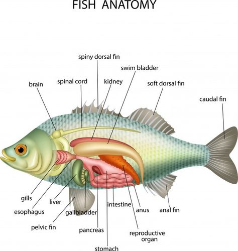 Friend Sketches, Fish Anatomy, Best Friend Sketches, Goldfish Types, Heart Fish, Grouper Fish, Good Fish, Friends Sketch, Ocean Birthday Party