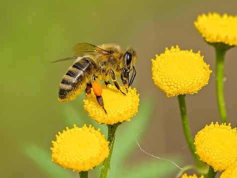 Lutheran Quotes, Plants To Attract Bees, Pollinating Flowers, Flow Hive, Bee Friendly Flowers, Environment Science, Solitary Bees, Bee Colony, Southern Ontario