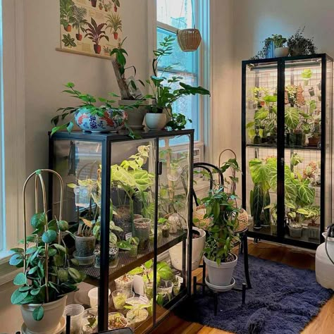 Gemstone Display Shelf, Plant Grow Room Ideas, Indoor Window Greenhouse, Diy Greenhouse Inside, Greenhouse Inside House, Indoor Glass Greenhouse, Home Greenhouse Diy, Indoor Greenhouse Ikea, Diy Greenhouse Cheap Easy Indoor