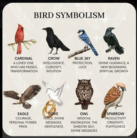 Bird Symbolism, Spirit Animal Meaning, Animal Meanings, Animal Spirit Guides, Witch Spirituality, Animal Symbolism, Witch Spell Book, Animal Spirit, Witch Stuff