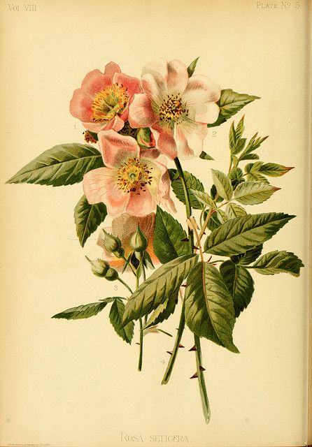 Prairie Rose. Wild Prairie Rose, Swamp Rose, Wild Rose Tattoo, Fauna Illustration, Prairie Rose, Rose Sketch, Botanical Illustration Vintage, Rose Drawing, Vintage Botanical Prints