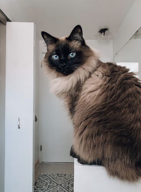 Siam Cat, Snowshoe Cat, Balinese Cat, Hypoallergenic Cats, Himalayan Cat, Siamese Kittens, Gorgeous Cats, Fluffy Cat, Ragdoll Cat