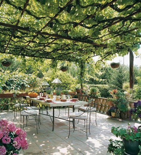 Pergola Vines, Pergola Design, Garden Vines, Backyard Pergola, Patio Roof, Pergola Plans, Diy Pergola, Pergola Patio, Pergola Designs