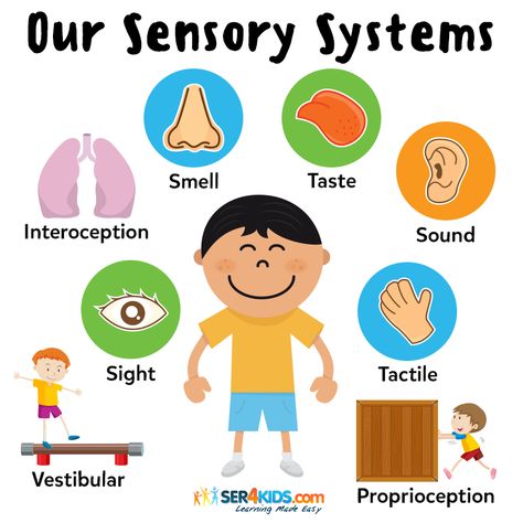 Sight, sound, touch, taste & smell are known as the 5 basic sensory systems that help us navigate the world around us, but did you know that there are actually 8?! 🖐👀👃👂👅🧘‍♀️🕺💆‍♂️🔶 #sensory #auditory #sensoryprocessingdisorder #auditoryprocessingdisorder #sensoryoverload #sensorylearning #sensoryplay #sensory #sensoryintegration #sensoryprocessing #sensoryplaytime #sensorykids #specialed #specialneedsawareness #specialneedschildren #specialneedskids #specialneedschild #earlylearning101 Diy Back To School Crafts, Lego Stem Challenge, Christmas Cards Handmade Diy, Back To School Crafts For Kids, Lego Stem, Beaded Wind Chimes, Adapted Physical Education, Printable Lego, Sensory Images