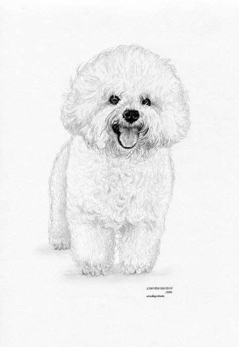 Bichon Frise Drawing, Bichon Frise Art, Poodle Drawing, Pet Drawing, Dog Drawings, Bichon Frise Dogs, Dog Sketch, 강아지 그림, White Drawing