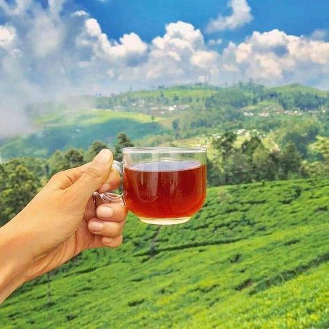 Tea Farm, Travel Sri Lanka, Ceylon Sri Lanka, Ceylon Tea, Paint Inspo, Luxury Vacation, Sri Lanka, Tourism, Wine