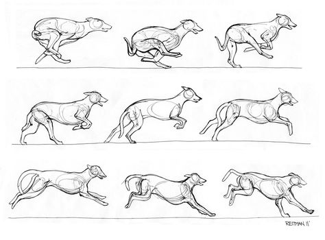 Greyhound running 2 by ~RenegadeStudios on deviantART ✤ || CHARACTER DESIGN REFERENCES | Find more at https://www.facebook.com/CharacterDesignReferences if you're looking for: #line #art #character #design #model #sheet #illustration #expressions #best #concept #animation #drawing #archive #library #reference #anatomy #traditional #draw #development #artist #pose #settei #gestures #how #to #tutorial #conceptart #modelsheet #cartoon || ✤ Running Drawing, Figure Studies, Drawing Instructions, Folklore Art, Animal Movement, Dog Anatomy, Dog Animation, Drawing Animals, Dog Poses