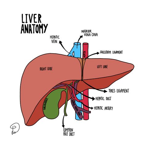 Physiology Notes, Liver Anatomy, Science Assignment, Nurse Study, Human Liver, Nursing School Motivation, Nurse Study Notes, Anatomy Physiology, Baby Bar