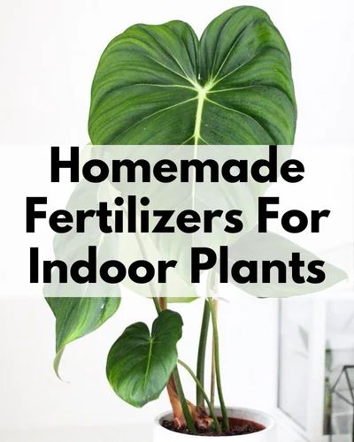 Plant Food Diy, Home Made Fertilizer, Homemade Plant Fertilizer, Homemade Plant Food, Natural Plant Fertilizer, Diy Fertilizer, Lily Plant Care, Best Barefoot Shoes, Indoor Plants Diy