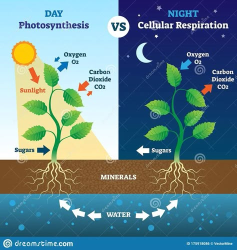 Homeschool 5th Grade, Photosynthesis Worksheet, Citric Acid Cycle, Cell Respiration, Photosynthesis And Cellular Respiration, Biology Plants, Plant Biology, Plant Notes, Cellular Respiration