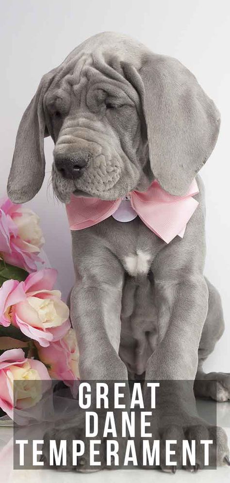 Great Dane Temperament – Are they really gentle giants? Great Dane Pictures, Harlequin Great Dane Puppy, Brindle Great Dane, Great Dane Temperament, Great Dane Puppies, Pet Anime, Dane Puppies, Names Girl, Great Dane Puppy