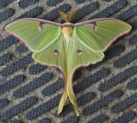 LUNA MOTH Lunar Moth Tattoo, Types Of Moths, Leopard Moth, Moth Drawing, Moth Tattoo Design, Atlas Moth, Lunar Moth, Moth Wings, Moth Art