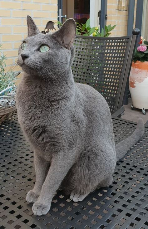 Handsome gray cat #handsomecat #prettycat #fluffycat #cute Korat Cat Aesthetic, Russian Blue Aesthetic, Russian Blue Cat Kittens, Russian Blue Cat Aesthetic, Russian Grey Cat, Korat Cat, Russian Blues, Russian Blue Kitten, Russian Cat