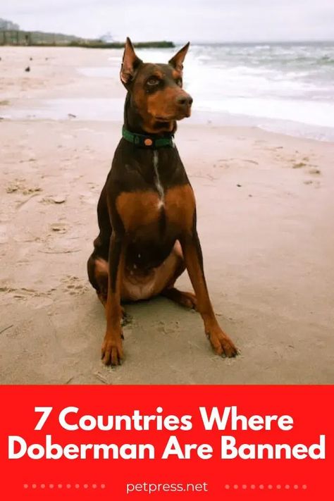 Check out this guide that outlines all of the important details about countries where Doberman are restricted or banned. #doberman #dobermanbannedinsomecountries Mean Doberman, European Doberman, Doberman Pinscher Dog, Doberman Dogs, Doberman Pinscher, Poodle Dog, Doberman, Dogs