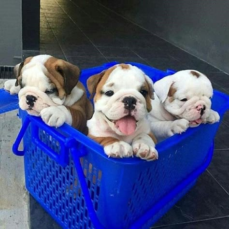 Baby Bulldogs, Cute Bulldog Puppies, Desain Editorial, Super Cute Puppies, Cute Bulldogs, English Bulldog Puppies, Baby Animals Pictures, Cute Little Puppies, Bull Dogs