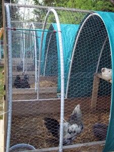 Chantecler Chickens, Poultry Breeding Pens, Hoop House Chickens, Reban Ayam, Portable Chicken Coop, Chicken Pen, Chicken Tractors, Diy Chicken Coop Plans, Chicken Cages