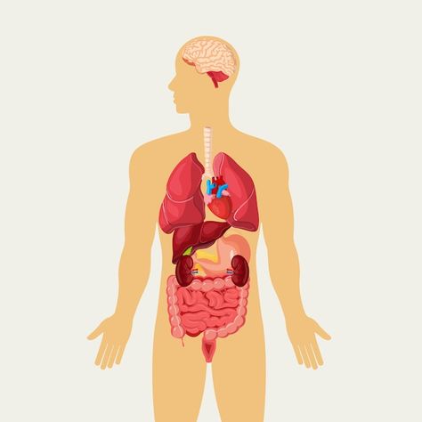 Human Organ System, Organ Manusia, Human Body Biology, Education Chart, Human Body Organ System, Biological System, Excretory System, Learn Yoga Poses, Human Body Organs