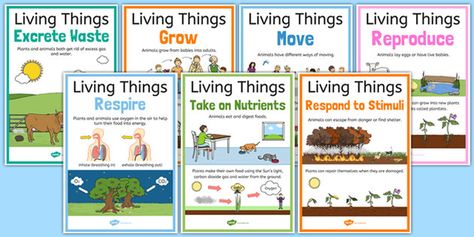 Simple Machine Projects, Characteristics Of Living Things, Biology Poster, Solar System Projects, 7th Grade Science, Primary Science, Science Crafts, Middle School Writing, Science Projects For Kids