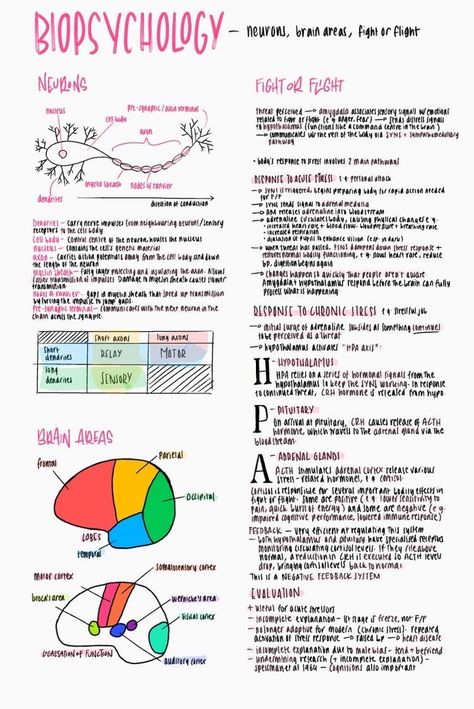 How The Brain Works Psychology, Study Psychology Notes, How To Revise For Psychology, Good Notes Psychology, Psychology Student Tips, Aqa Alevel Psychology, Psychology Notes University, Ap Psychology Brain Project, A Level Student Aesthetic