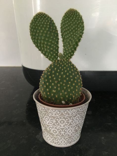 Bunny eared cactus. Purchased to put in a box garden, but no longer have the box. September ‘19 Bunny Cactus, Bunny Space, Bunny Ear Cactus, Box Garden, Types Of Succulents, Plant Parent, Plants Cactus, Plant Guide, Succulents Plants