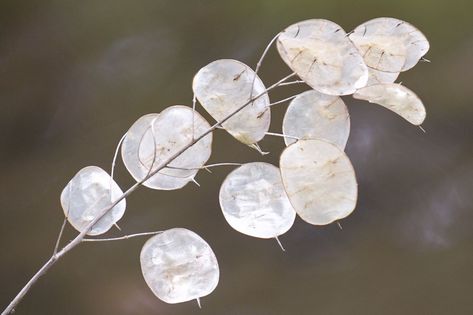 Lunaria (silver dollar plant) is beloved for its glittery, ethereal seed pods. Learn to grow this unique plant. Silver Dollar Plant, Dollar Plant, Biennial Plants, Money Plant, Unique Plants, Violet Flower, Propagating Plants, Moon Flower, Seed Pods