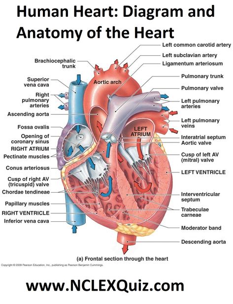 Human Heart: Diagram and Anatomy of the Heart internal anatomy of the heart  Heart Diagram: Right/left Atria, Right/left Ventricles, Pulmonary Trunk, Aorta, Superior/inferior Vena Cavae, Pulmonary Veins, Coronary Sinus, Right/left Atrioventricular valves (tricuspid + bicuspid), Chordae Tendinae, Interatrial Septum, Interventricular Septum, Aortic and Pulmonary Semilunar Valves, Coronary Arteries and Cardiac Veins. Human Heart Diagram, Heart Structure, Human Heart Anatomy, Heart Diagram, The Human Heart, Medical Student Study, Heart Anatomy, Nursing School Survival, Human Body Anatomy