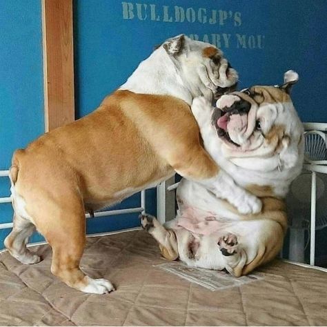 Bulldog Quotes, English Bulldog Care, Cute Bulldog Puppies, Tattoos For Dog Lovers, Bulldog Pics, Bulldog Funny, Bulldog Francese, Cute Bulldogs, English Bulldog Puppies